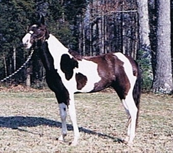 Pride's  Southern Outlaw